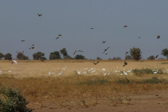 Oiseaux au Sénégal